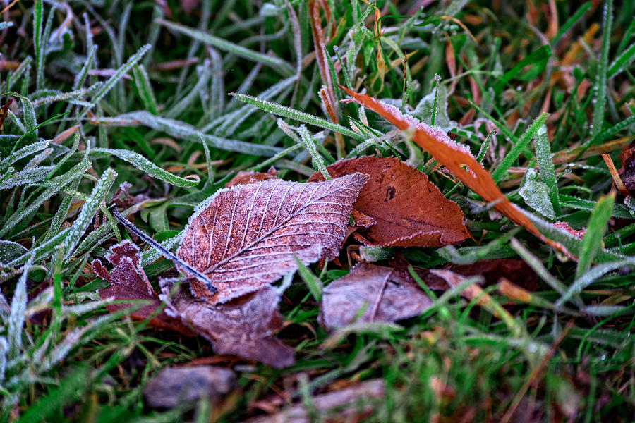 Fall Photograph - Frosty Leaf by Rick Berk
