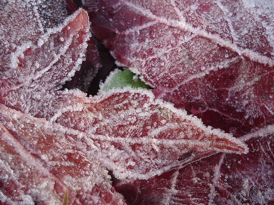Frosty Leaves Photograph by Brandy Herren