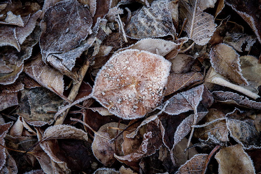 Frosty Leaves in a Small Pile Photograph by YoPedro