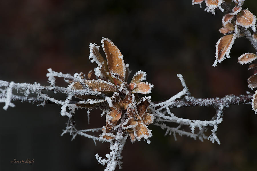 Frosty Leaves Photograph by Karen Slagle