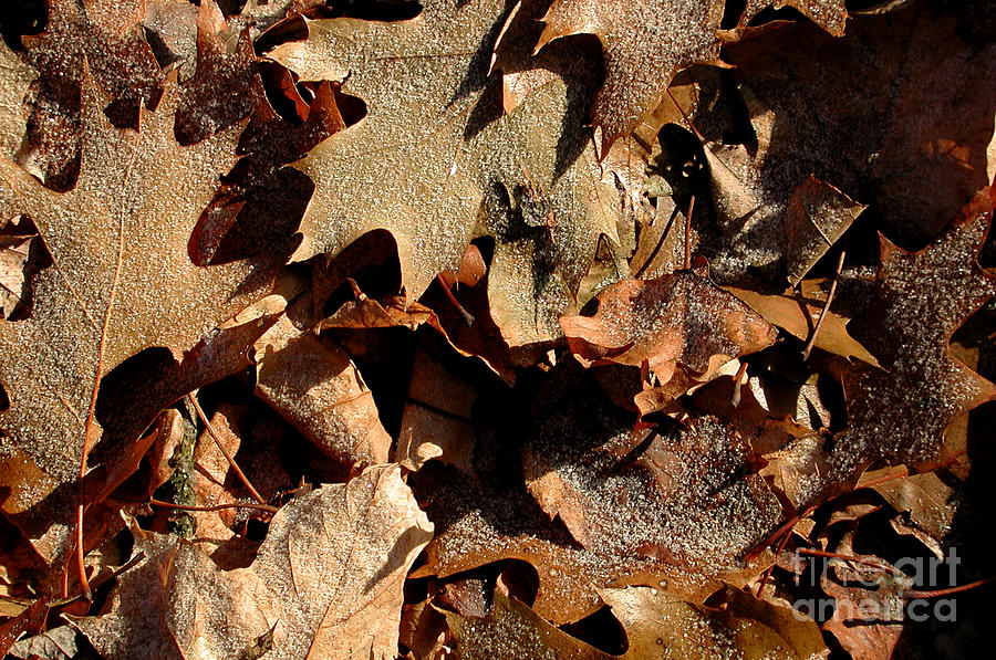Fall Photograph - Frosty leaves by Kathi Shotwell