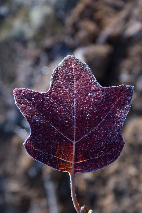 Flag Photograph - Frosty Lighted Leaf by Douglas Barnett