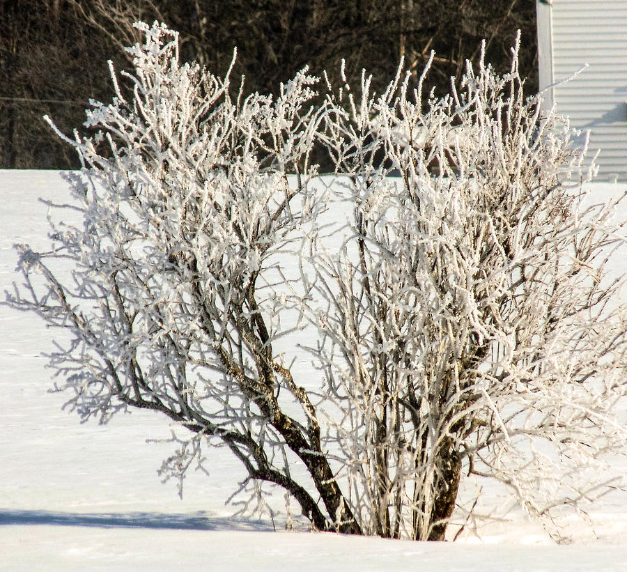 Frosty Lilac Photograph by William Tasker - Fine Art America