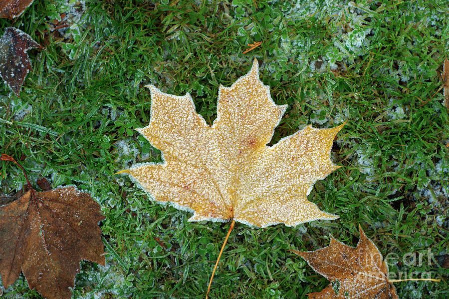 Frosty Maple Leaf Photograph by John  Mitchell