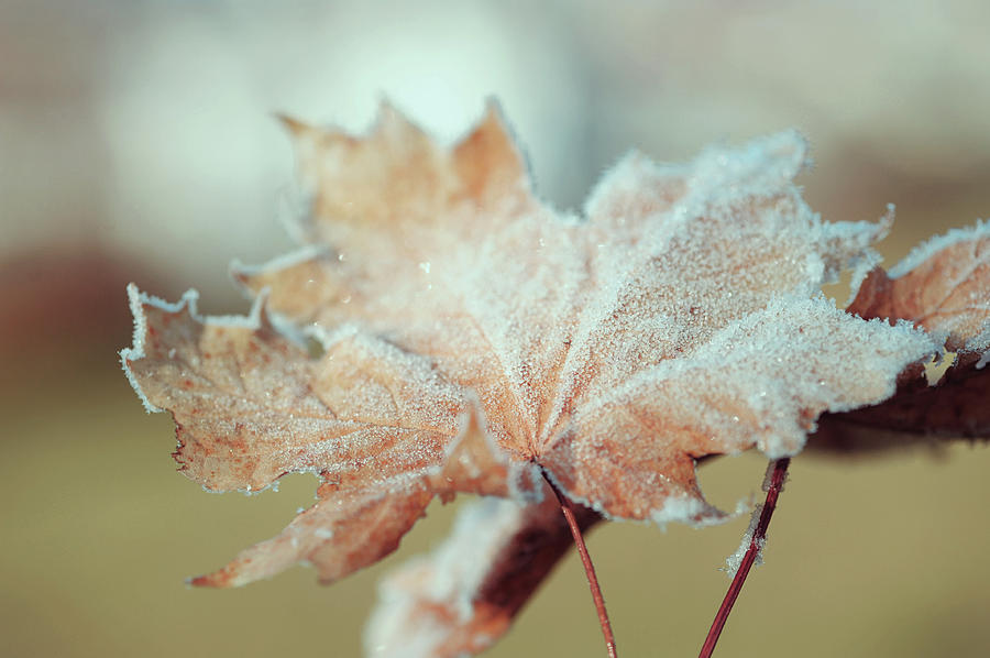 Frosty Maple Leaves Photograph by Jenny Rainbow