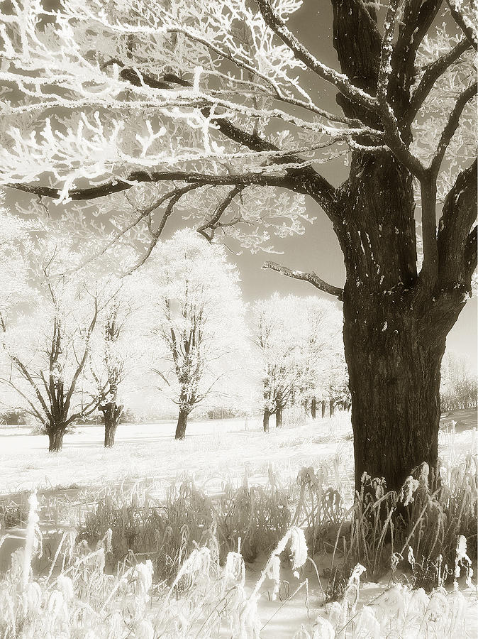 Winter Photograph - Frosty Maples II by John Bartosik
