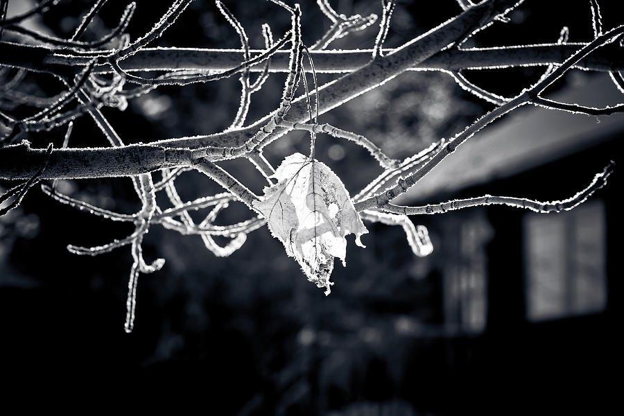 Frosty Morn  Photograph by Maggie Terlecki