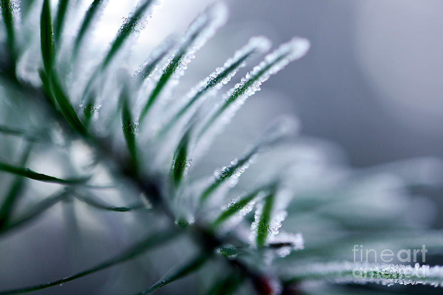 Frosty Morning 1 Photograph by Terry Elniski