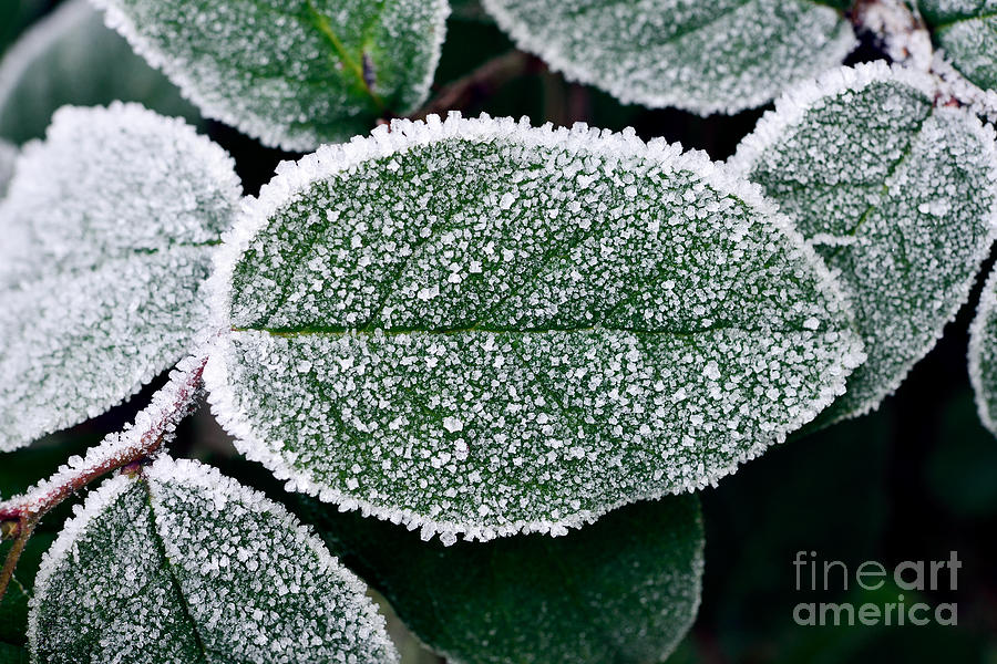 Frosty Morning 2 Photograph by Terry Elniski