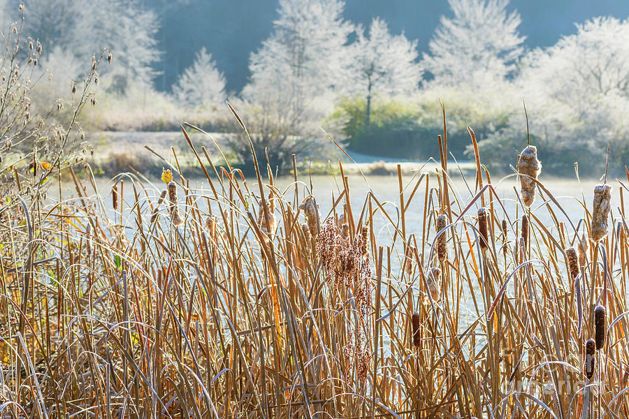 Frosty Morning at the Lake Photograph by Thomas R Fletcher