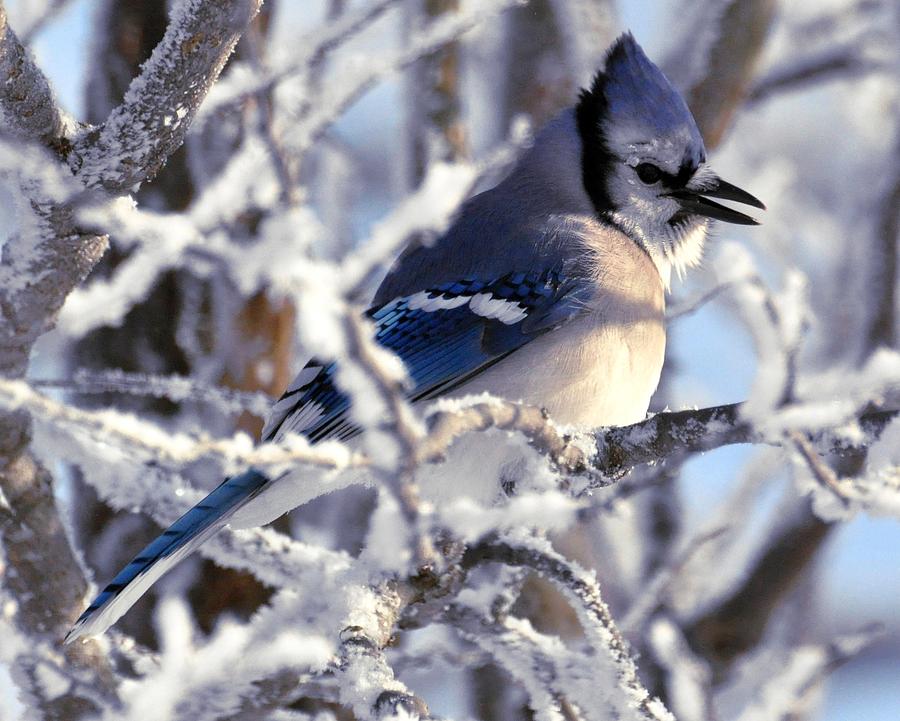 Nature Digital Art - Frosty Morning Blue Jay by Fred Zilch