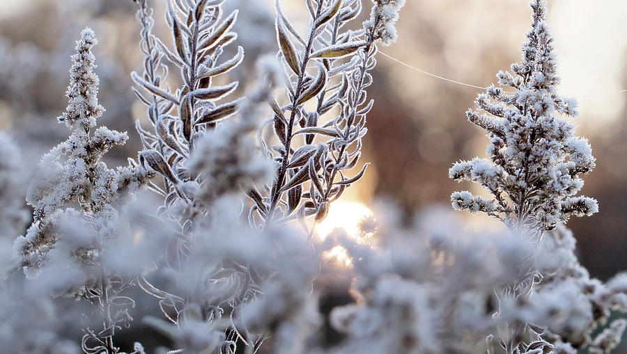 Frosty Morning Photograph by Deborah Penland
