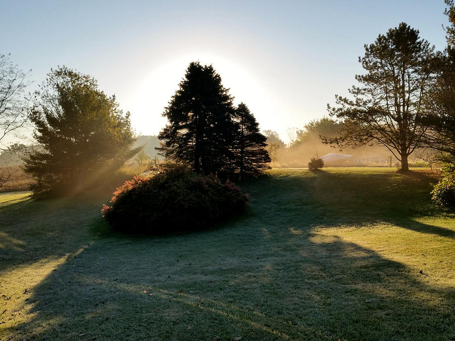 Tree Photograph - Frosty Morning by Donna Stiffler