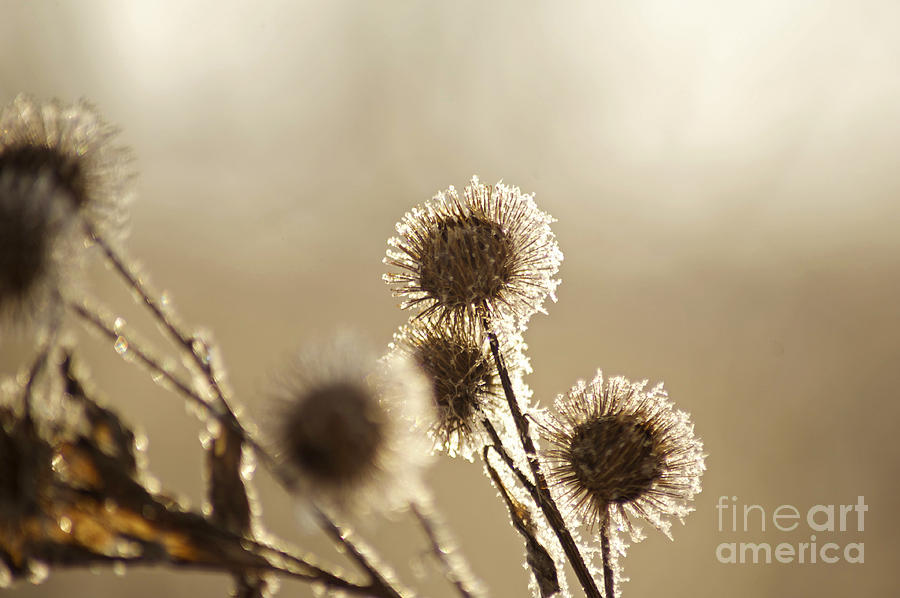 Frosty Morning Photograph