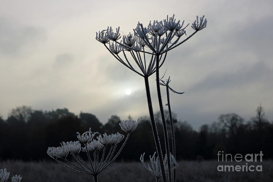 Frosty morning  Photograph by Julia Gavin
