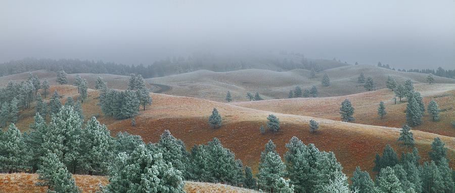 Tree Photograph - Frosty Morning by Kadek Susanto