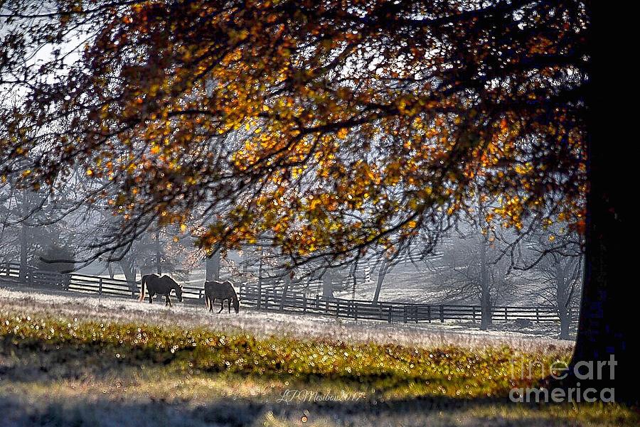 Horse Photograph - Frosty Morning by Linda Mesibov