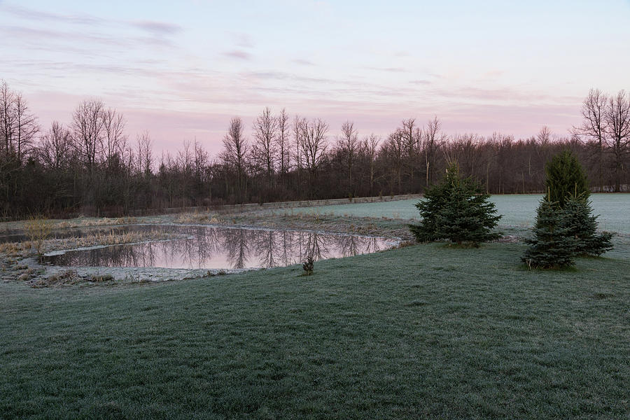 Frosty Morning - Quiet Pinks and Greens at the Pond Photograph by Georgia Mizuleva