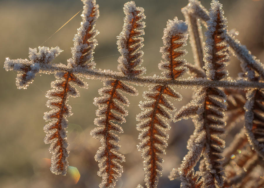 Frosty Morning Photograph by Robert Potts