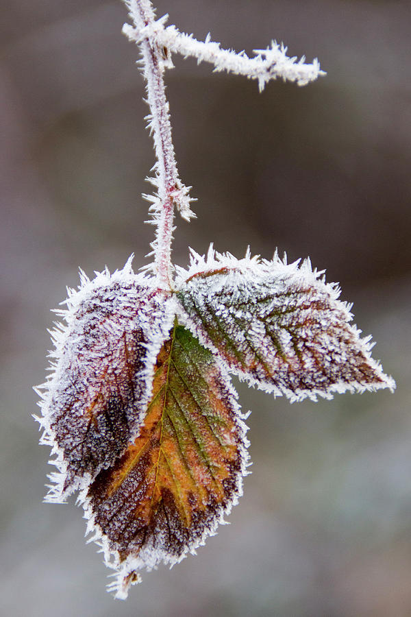 Nature Photograph - Frosty Morning by Tammy Franck