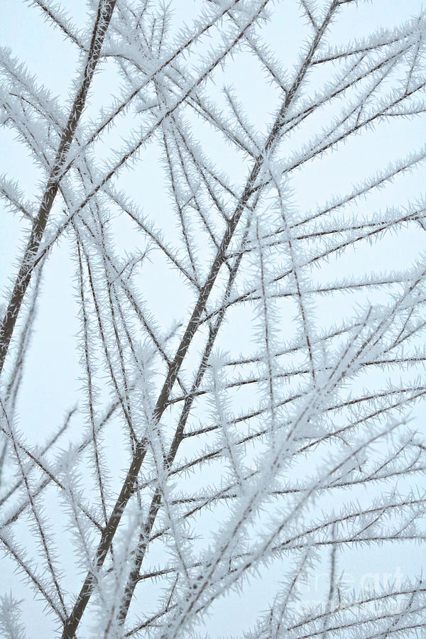 Frosty Natural Patterns Photograph