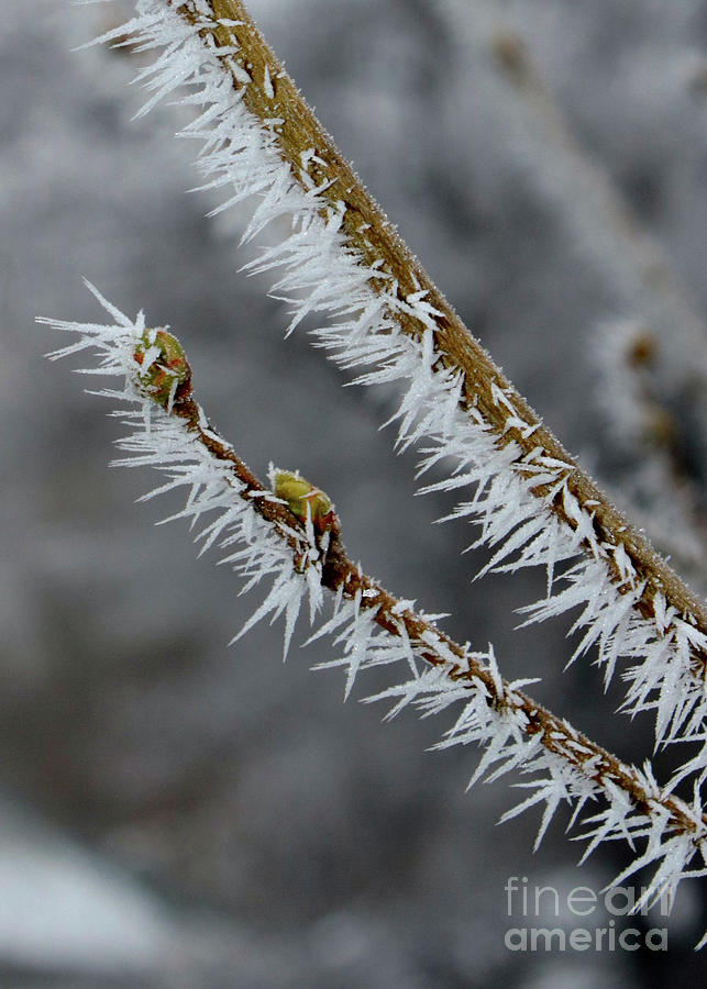 Frosty Nature Macro Photograph by Carol Groenen