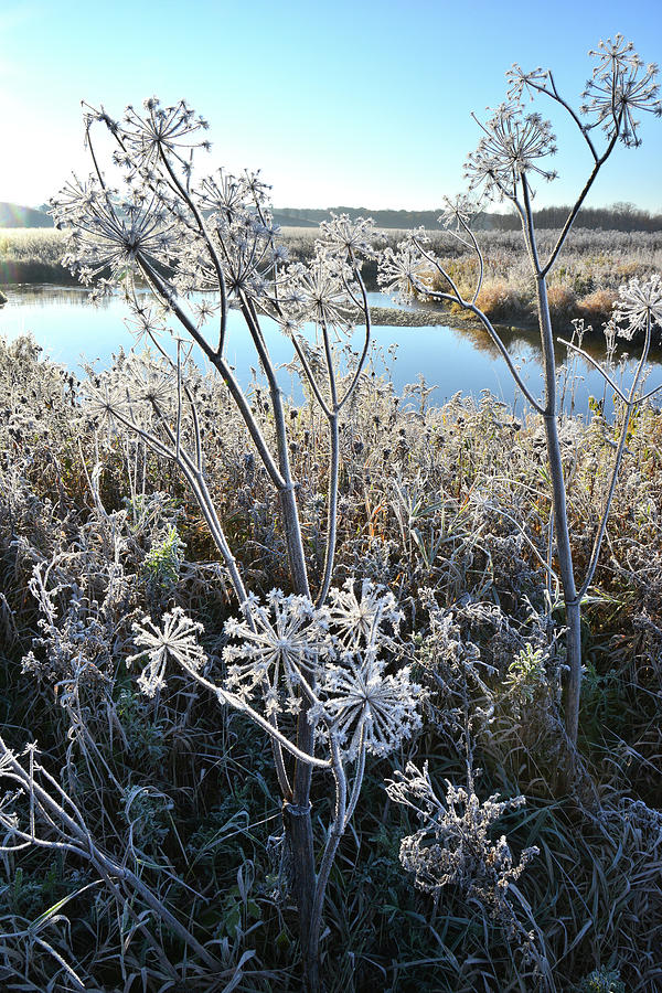 Frosty Nippersink Creek in Glacial Park Photograph by Ray Mathis