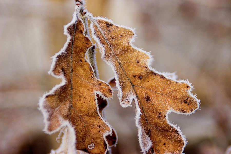 Fall Photograph - Frosty Oak Leaves by Tammy Franck