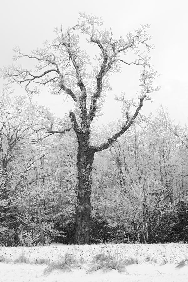 Frosty Photograph - Frosty Old Tree by Ken Barrett
