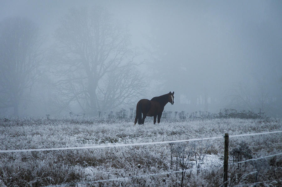 Frosty Pastures Photograph by Steven Clark