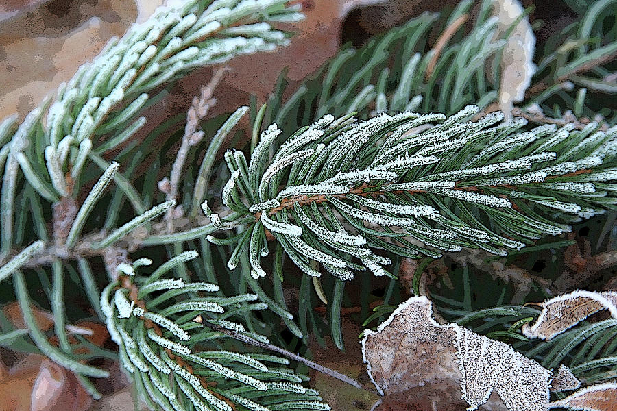 Frosty Pine Branch - altered Photograph by Aggy Duveen