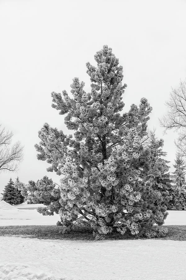 Frosty Pine Photograph by Lorraine Baum