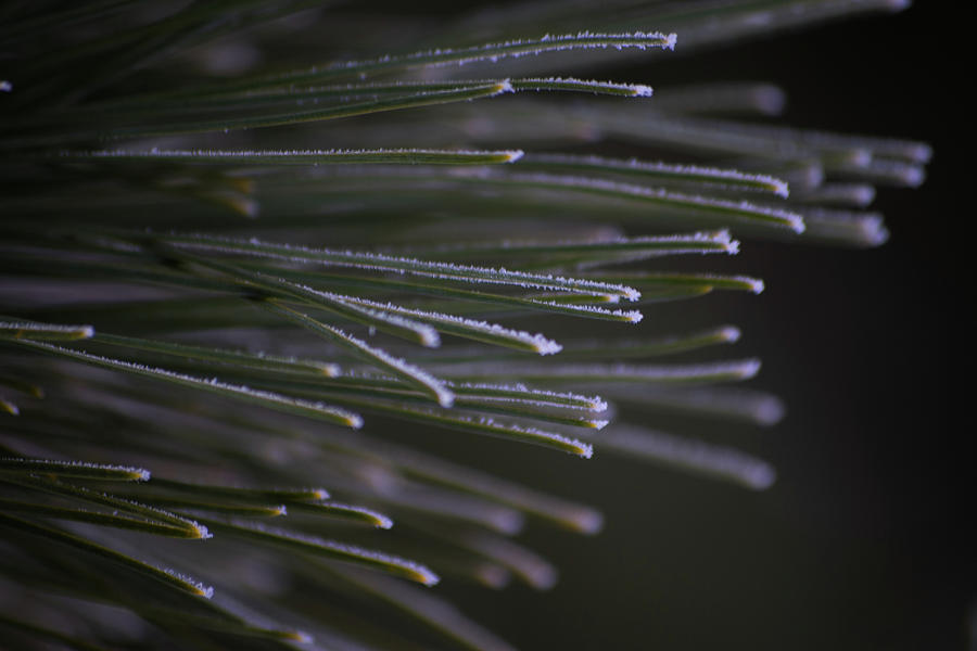 Frosty Pine Photograph by Tim Beebe