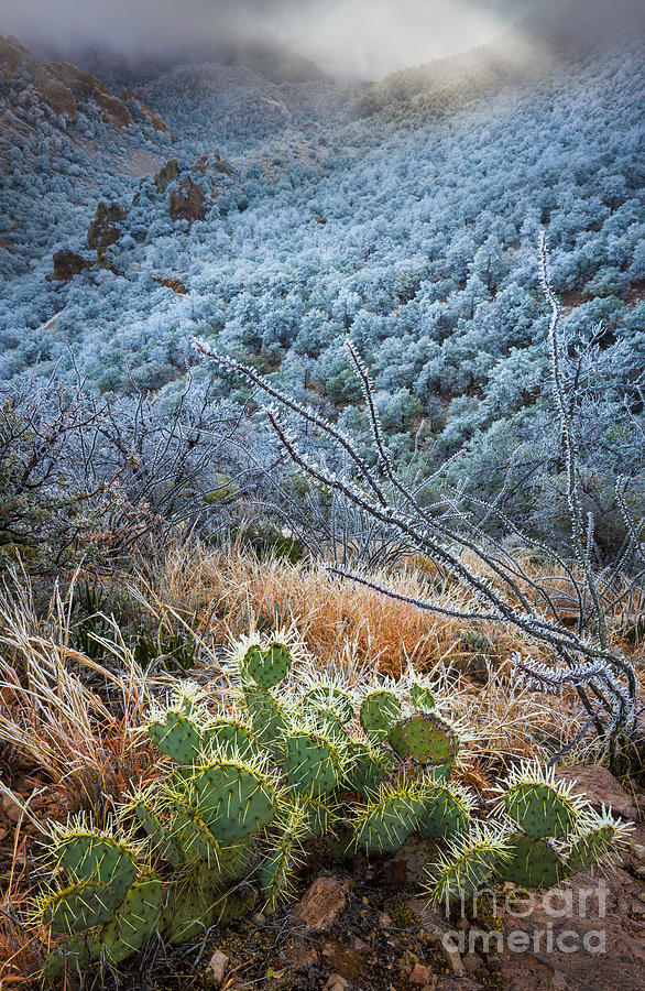 Mountain Photograph - Frosty Prickly Pear by Inge Johnsson