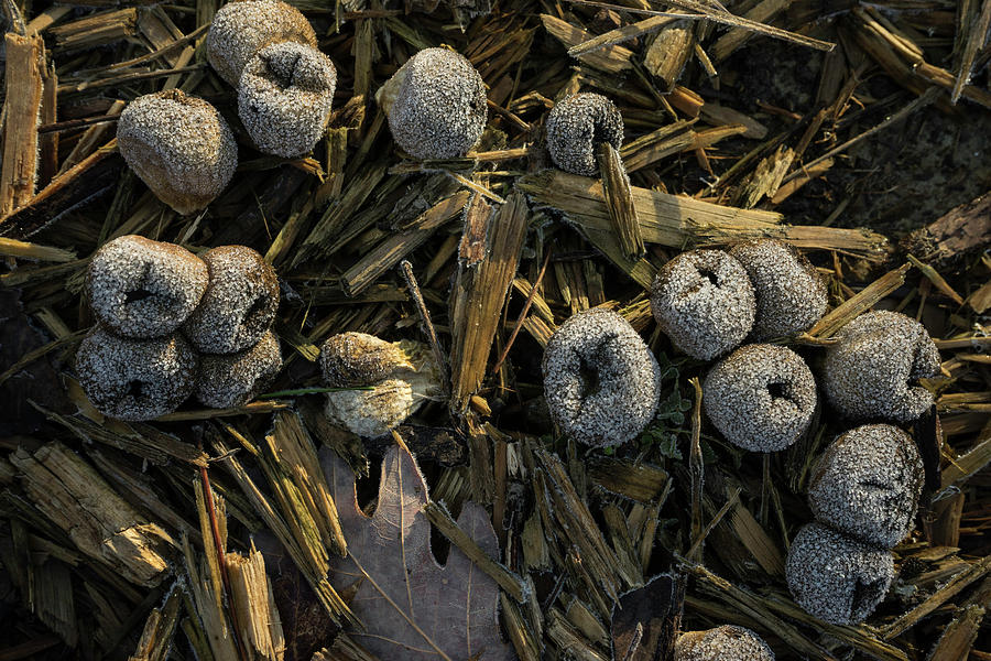 Frosty Puffballs Photograph by Douglas Barnett