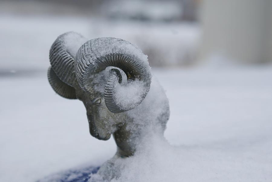 Frosty Ram Head Photograph by Lynda Dawson-Youngclaus