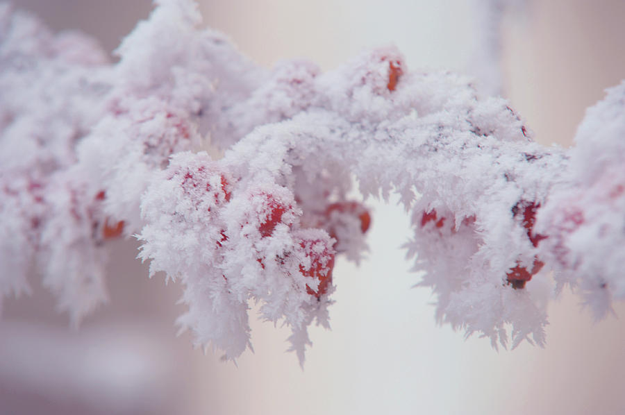 Frosty Red Berries. Gentle Winter Photograph by Jenny Rainbow