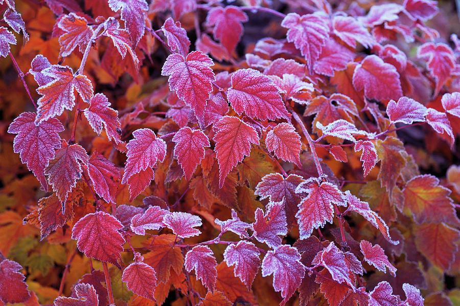 Frosty Red Leaves Photograph by Jenny Rainbow