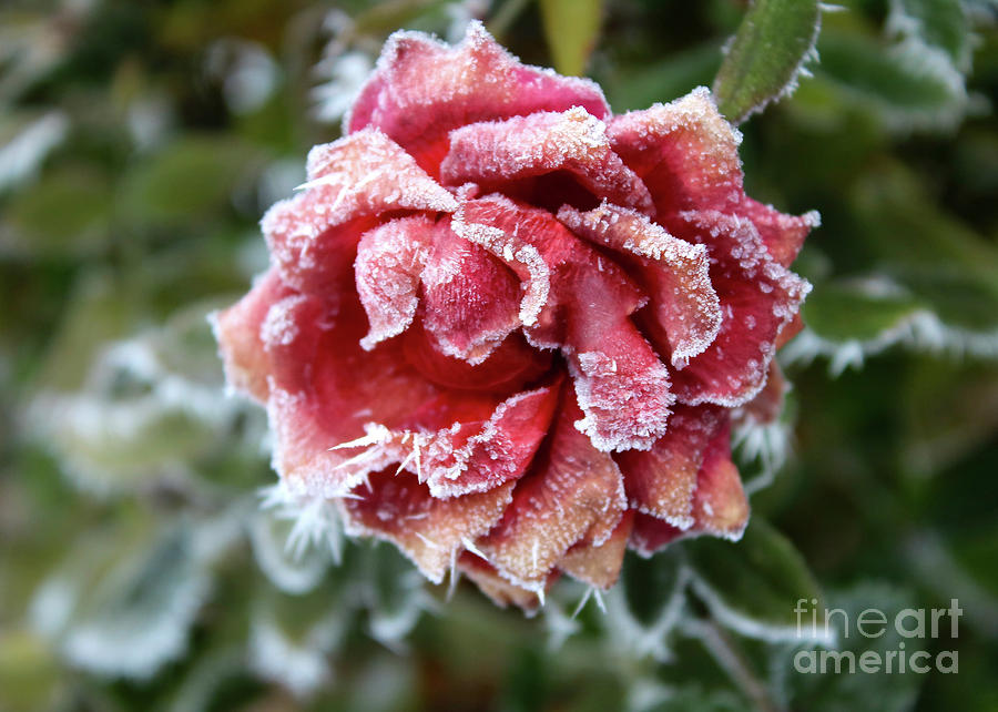 Frosty Red Winter Rose Photograph by Carol Groenen