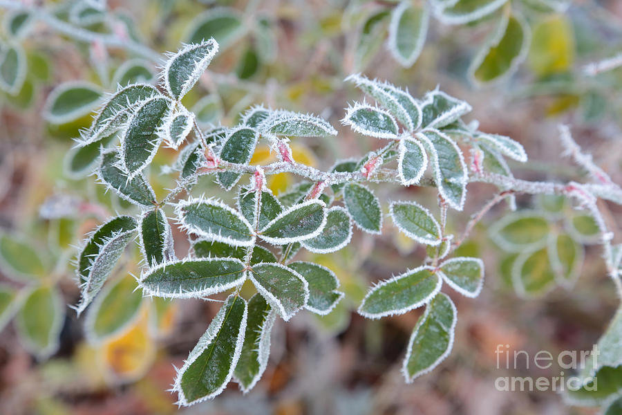Frosty Rose Leaves Photograph by Carol Groenen