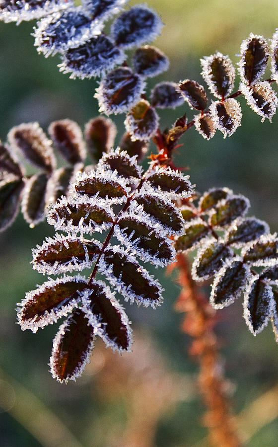 Frosty Rose Leaves Photograph by Jeff Galbraith