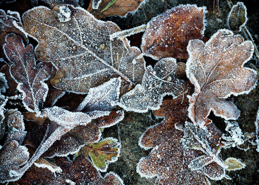 Frosty  Photograph by Shirley Mitchell