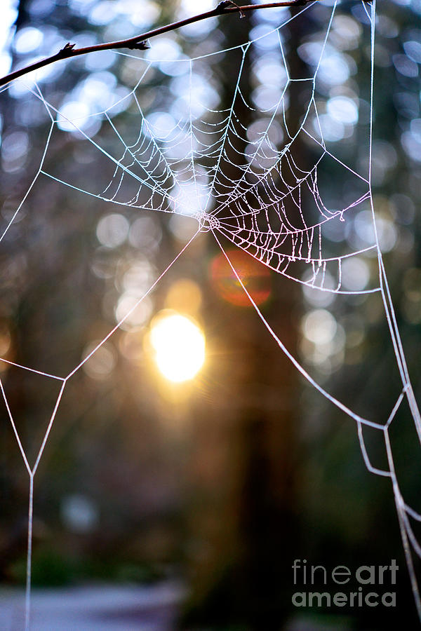 Frosty Spider Web Photograph by Terry Elniski