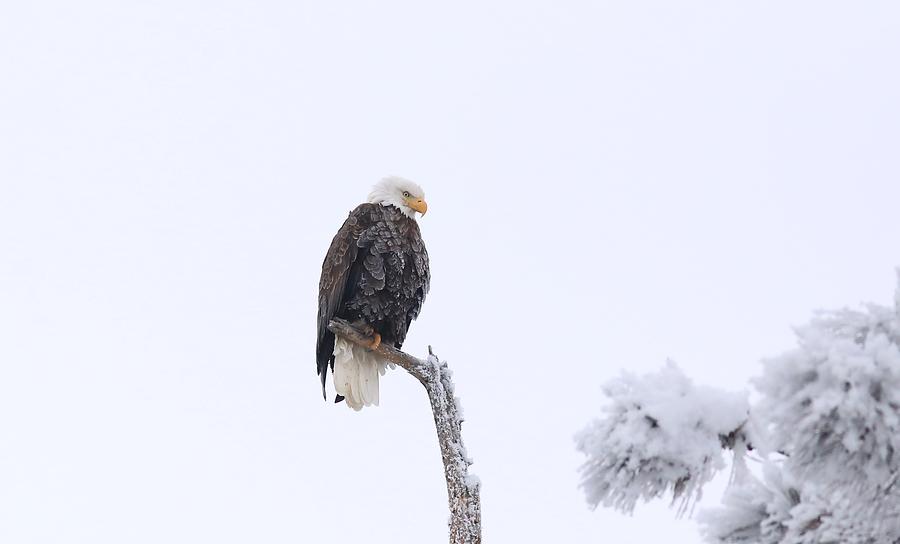 Frosty the bald eagle Photograph by Lynn Hopwood