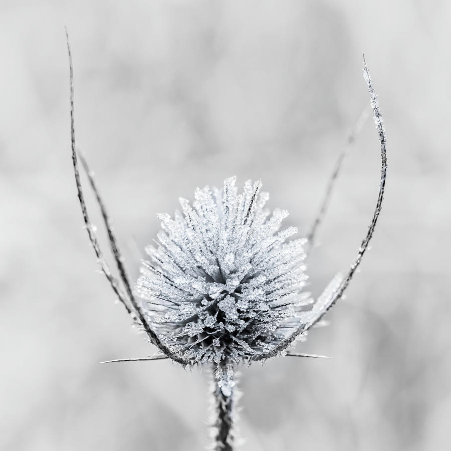 Winter Photograph - Frosty Thistle by Nick Bywater