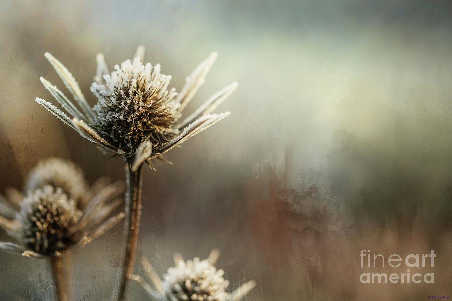 Frosty Thistles Photograph by Eva Lechner