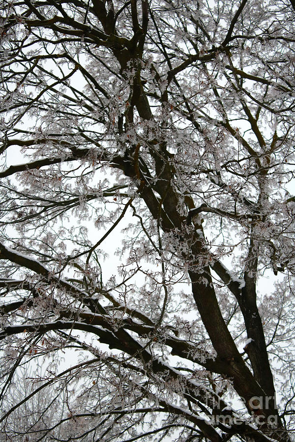 Tree Photograph - Frosty Tree Limbs by Carol Groenen