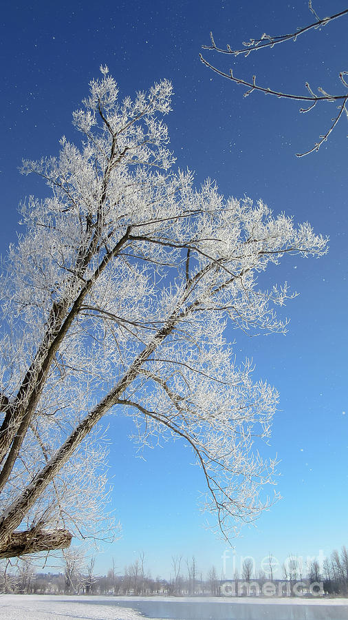 Frosty Tree over the Mississippi Photograph by Cheryl Baxter