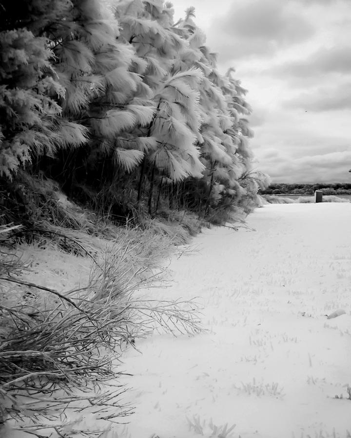 Frosty Treeline Photograph by Hayden Hammond
