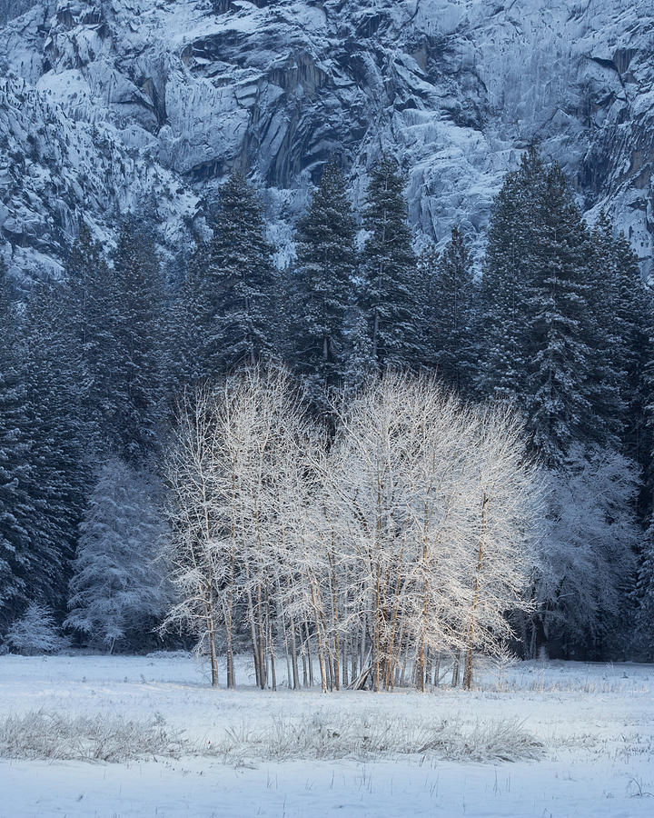 Yosemite National Park Photograph - Frosty Trees in Yosemite Valley on a Cold Winter Morn by Bridget Calip